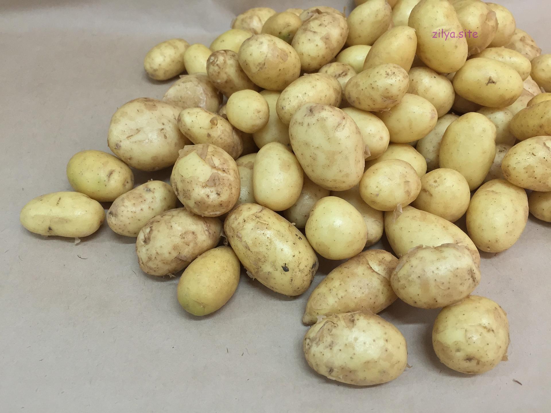 Советы начинающим о том, как поучить суперурожай картофеля