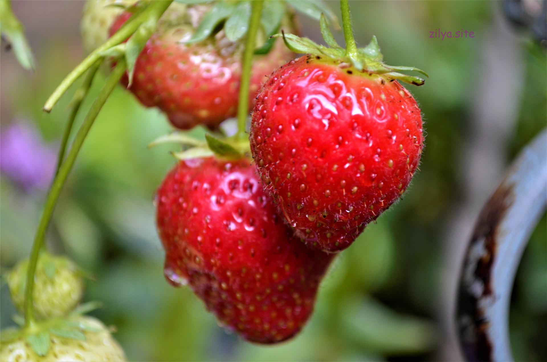 Факты о том почему у садовой клубники нет ягод