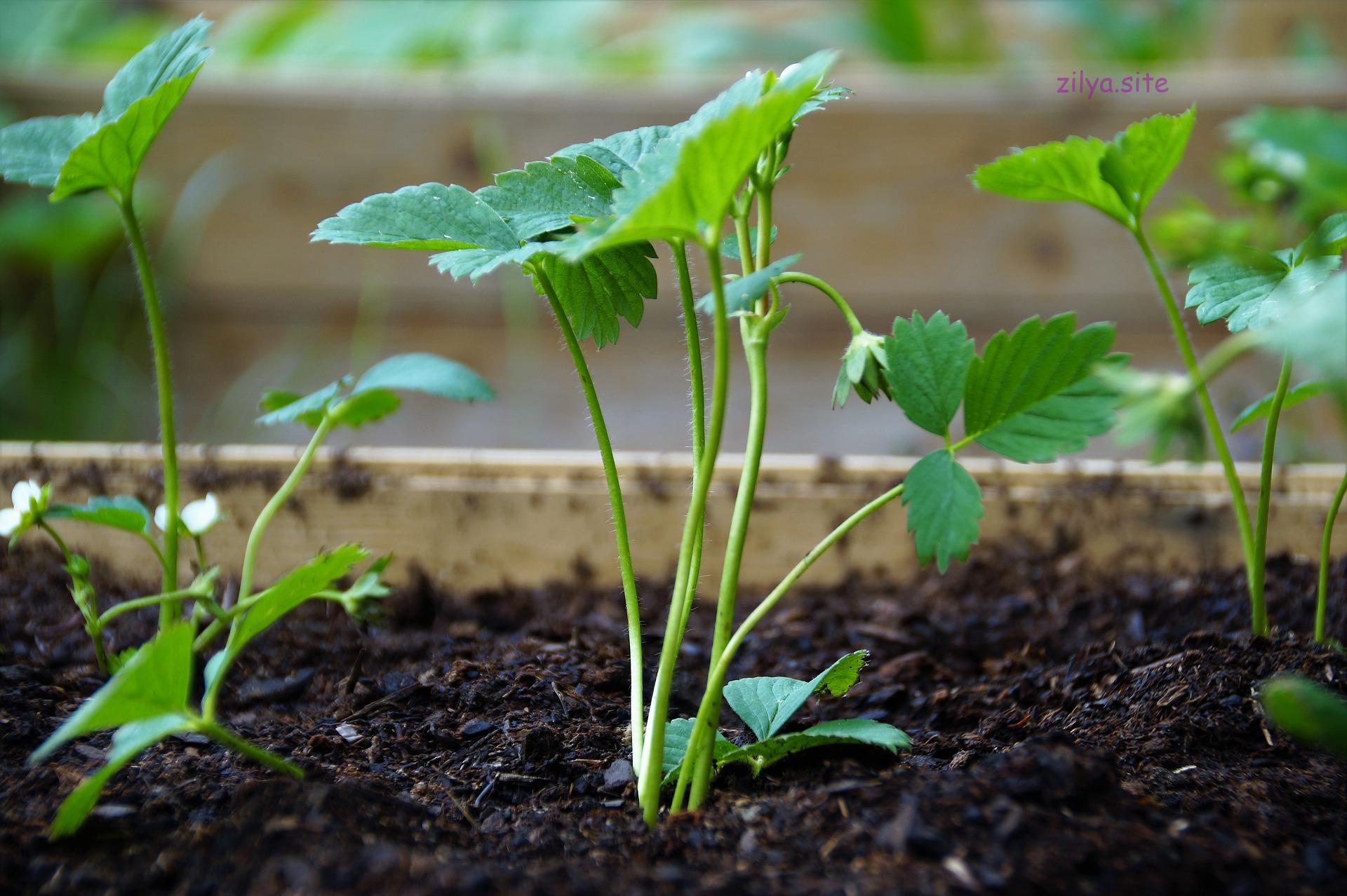 Как повысить плодородие почвы под клубникой