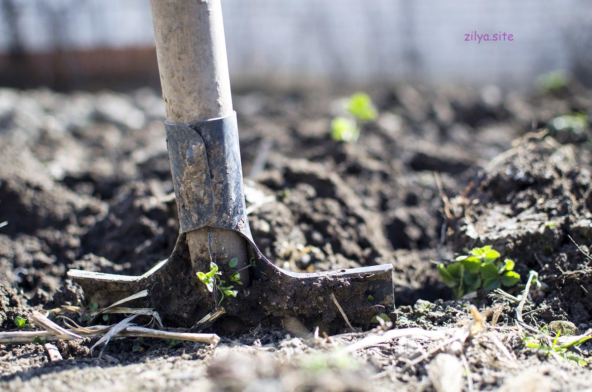 Советы новичкам о том, как повысить плодородие почвы под клубникой
