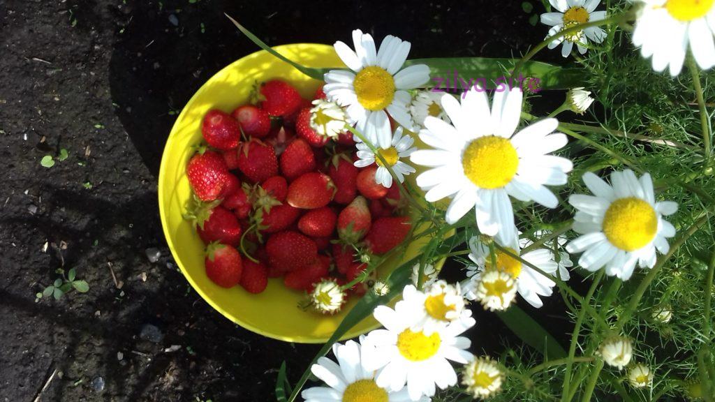 Почему ягоды клубники растут уродливыми